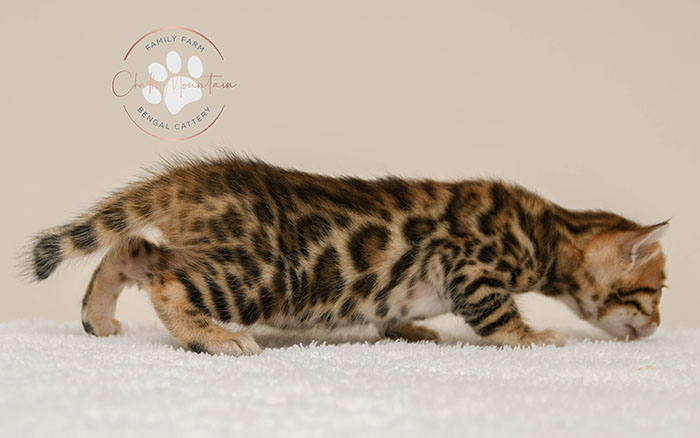 Bengal kitten for sale